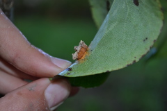 Gymnosporangium sabinae