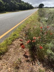 Melaleuca linearis linearis