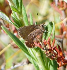 Callophrys augustinus iroides