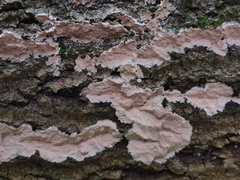 Dendrocorticium polygonioides