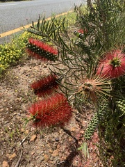 Melaleuca linearis linearis
