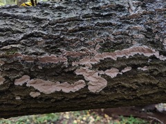 Dendrocorticium polygonioides