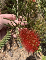 Melaleuca linearis linearis