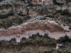 Dendrocorticium polygonioides