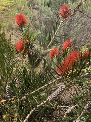 Melaleuca linearis linearis