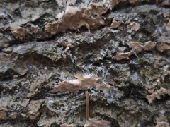 Dendrocorticium polygonioides