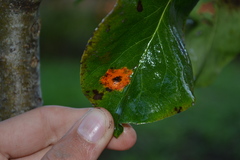 Gymnosporangium sabinae