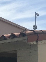 Passer domesticus