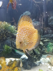 Symphysodon