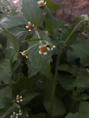 Galinsoga quadriradiata