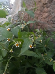 Galinsoga quadriradiata