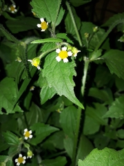 Galinsoga quadriradiata