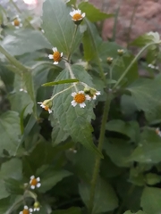 Galinsoga quadriradiata