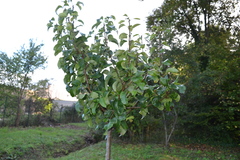 Gymnosporangium sabinae