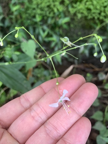Image of Rhopalephora scaberrima by (c) 呂一起(Lu i-chi), some rights reserved (CC BY)