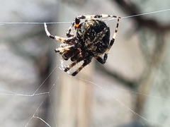 Neoscona orizabensis