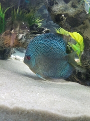 Symphysodon