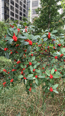 Ilex verticillata