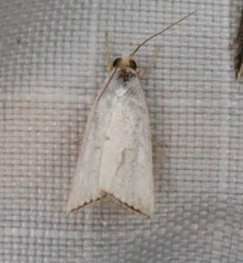 Argyria gonogramma