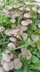 Psathyrellaceae