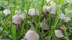 Psathyrellaceae