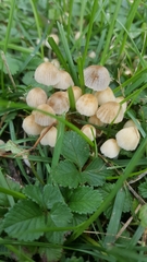Psathyrellaceae