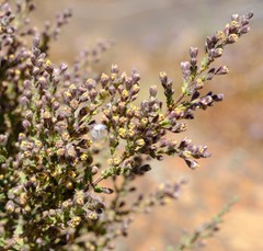 Eriocephalus microphyllus