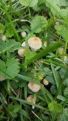 Psathyrellaceae