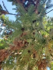 Cunninghamia