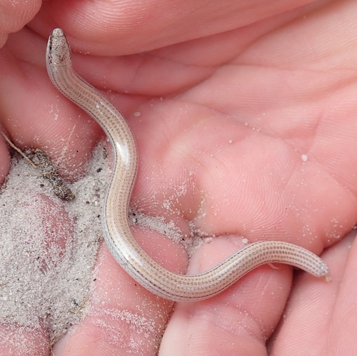 Common Burrowing Skink, Scelotes bipes