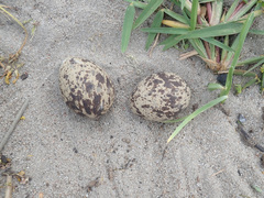 Burhinus capensis