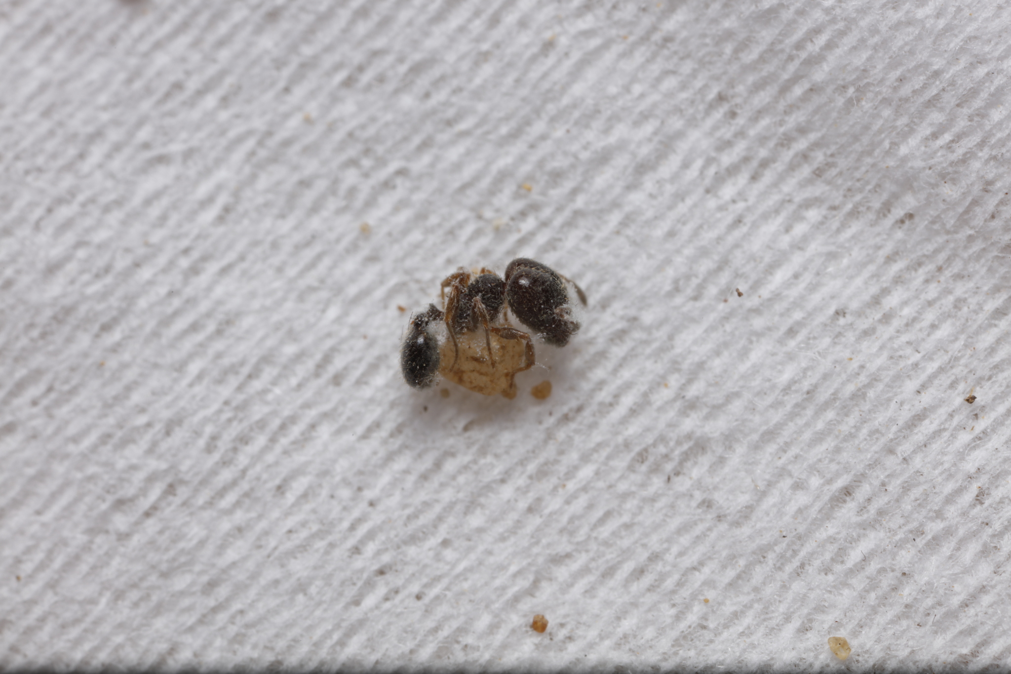 Pheidole davisi