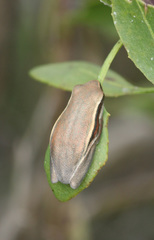 Hyperolius horstockii