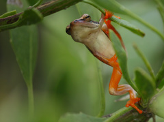 Hyperolius horstockii