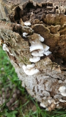 Fungi