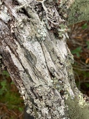 Xylographa rubescens