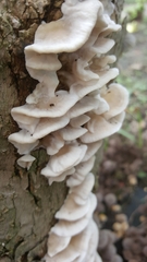 Fungi