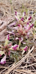 Pedicularis centranthera