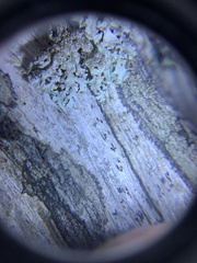 Xylographa rubescens