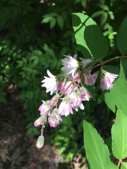Deutzia