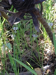 Trachyandra revoluta
