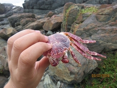 Grapsus adscensionis