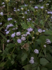 Praxelis clematidea