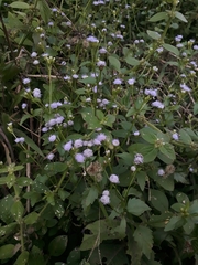 Praxelis clematidea