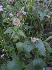 Praxelis clematidea