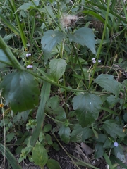 Praxelis clematidea