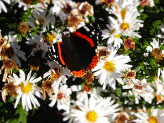 Vanessa atalanta