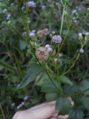 Praxelis clematidea