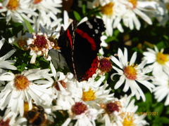 Vanessa atalanta