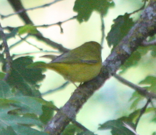 Setophaga aestiva